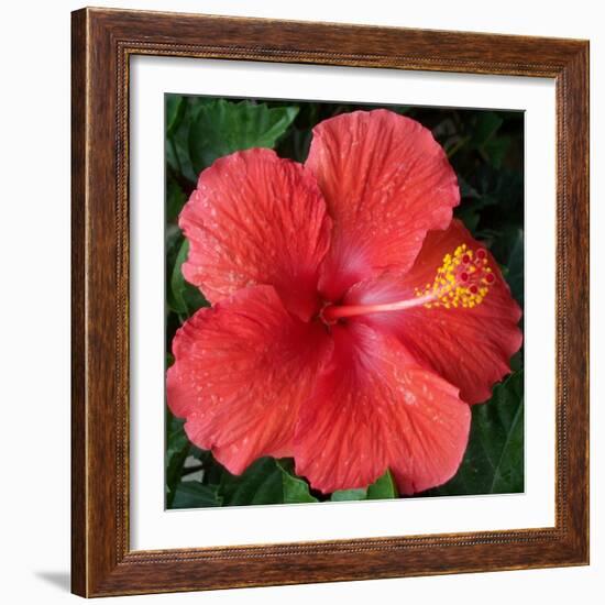 Hibiscus Bloom-Herb Dickinson-Framed Photographic Print