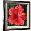 Hibiscus Bloom-Herb Dickinson-Framed Photographic Print