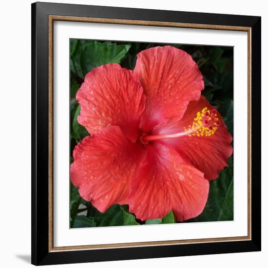 Hibiscus Bloom-Herb Dickinson-Framed Photographic Print