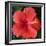 Hibiscus Bloom-Herb Dickinson-Framed Photographic Print