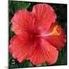 Hibiscus Bloom-Herb Dickinson-Mounted Photographic Print