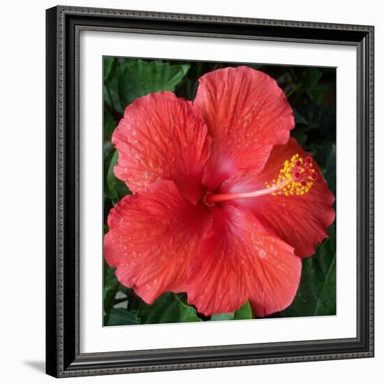 Hibiscus Bloom-Herb Dickinson-Framed Photographic Print