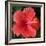 Hibiscus Bloom-Herb Dickinson-Framed Photographic Print