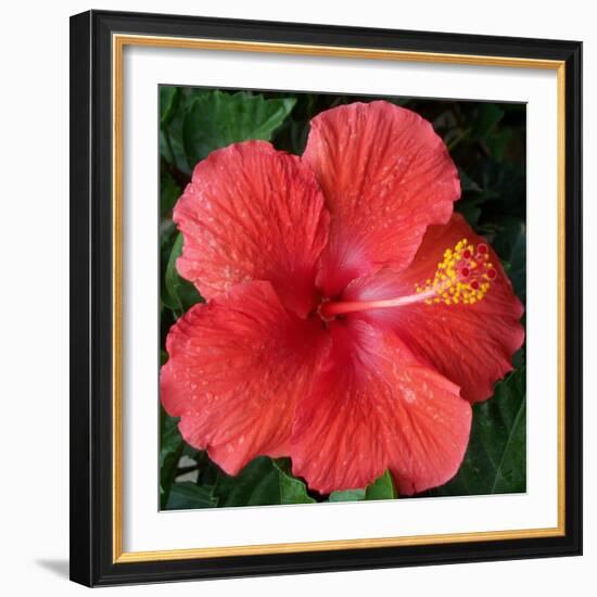 Hibiscus Bloom-Herb Dickinson-Framed Photographic Print