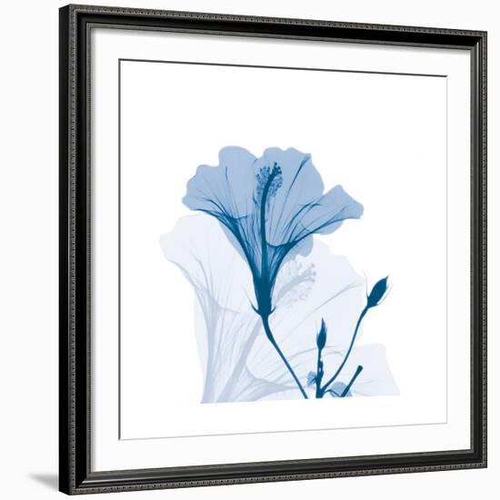 Hibiscus Chiller-Albert Koetsier-Framed Art Print