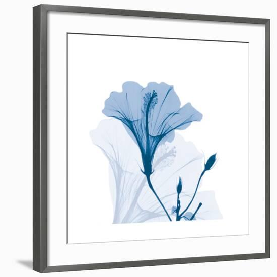 Hibiscus Chiller-Albert Koetsier-Framed Art Print