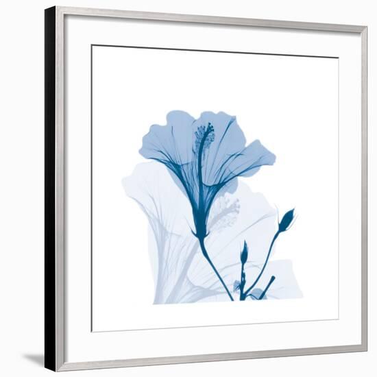 Hibiscus Chiller-Albert Koetsier-Framed Art Print