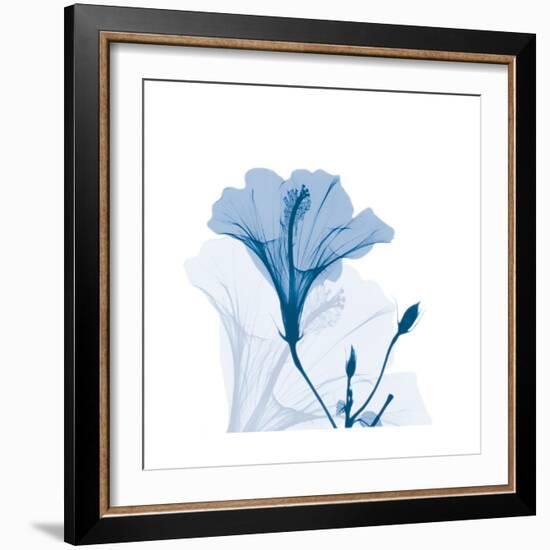 Hibiscus Chiller-Albert Koetsier-Framed Premium Giclee Print