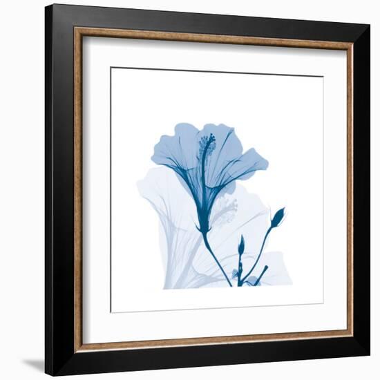 Hibiscus Chiller-Albert Koetsier-Framed Art Print