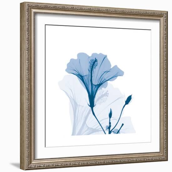 Hibiscus Chiller-Albert Koetsier-Framed Art Print