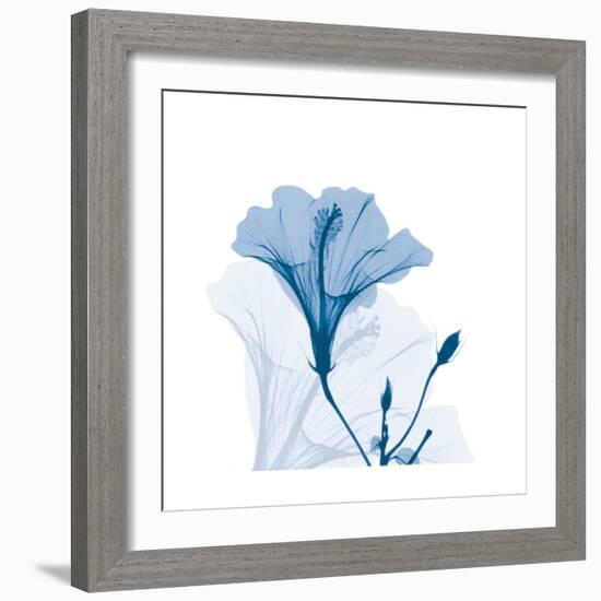 Hibiscus Chiller-Albert Koetsier-Framed Art Print