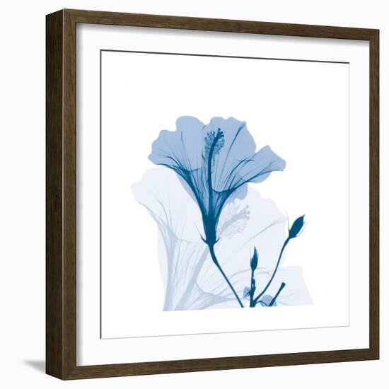 Hibiscus Chiller-Albert Koetsier-Framed Art Print