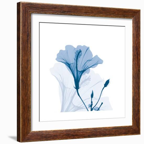 Hibiscus Chiller-Albert Koetsier-Framed Art Print