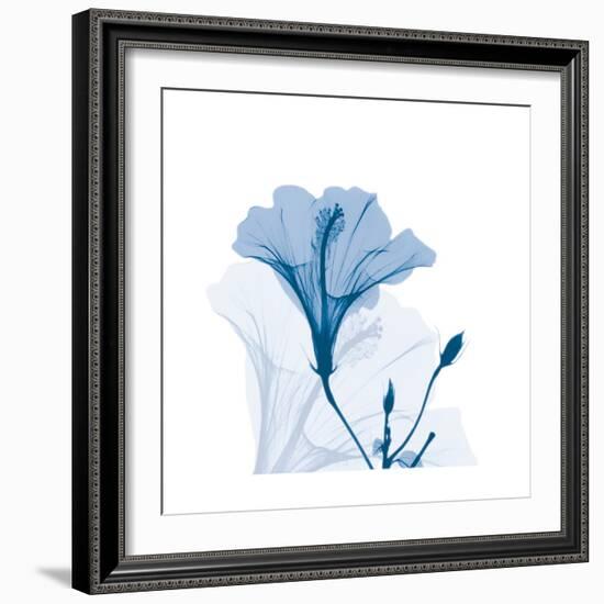 Hibiscus Chiller-Albert Koetsier-Framed Art Print