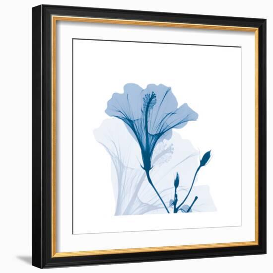 Hibiscus Chiller-Albert Koetsier-Framed Art Print