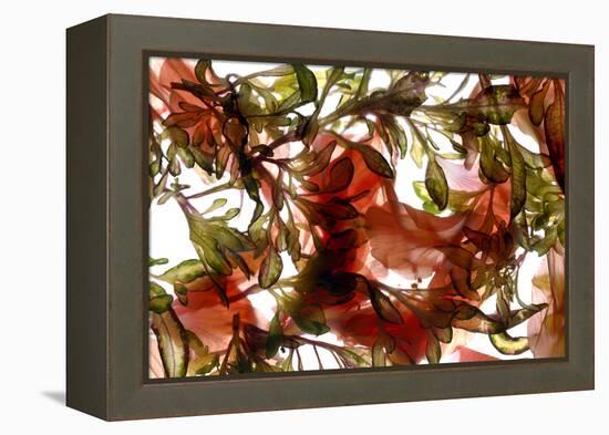 Hibiscus Coleus Array, 2009-Julia McLemore-Framed Premier Image Canvas