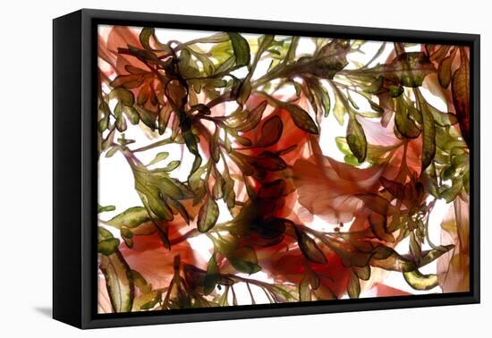 Hibiscus Coleus Array, 2009-Julia McLemore-Framed Premier Image Canvas