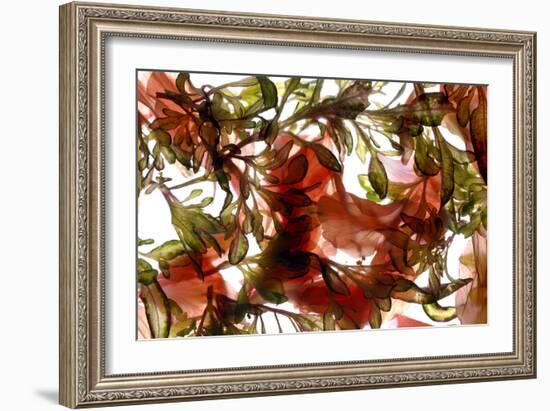 Hibiscus Coleus Array, 2009-Julia McLemore-Framed Photographic Print