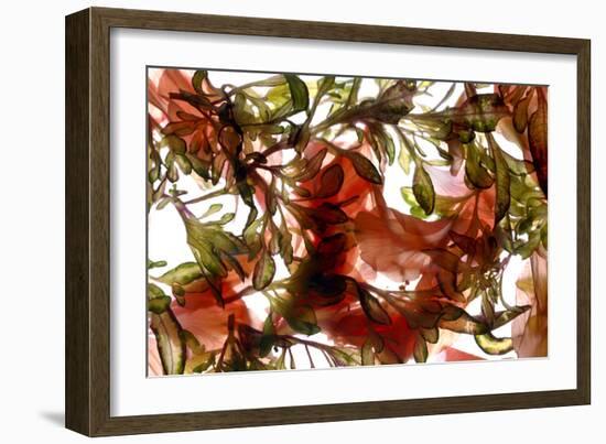 Hibiscus Coleus Array, 2009-Julia McLemore-Framed Photographic Print