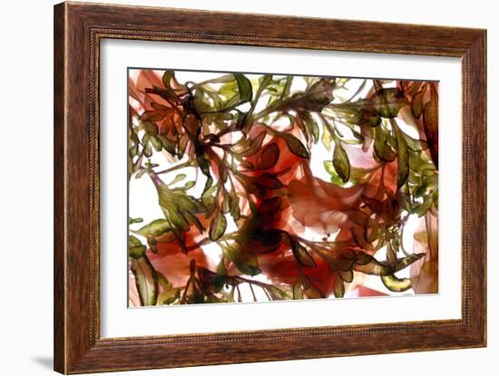 Hibiscus Coleus Array, 2009-Julia McLemore-Framed Photographic Print