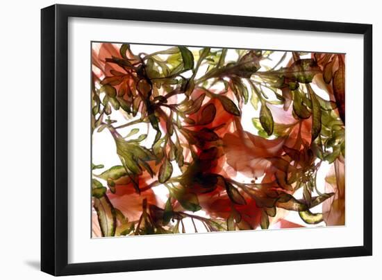 Hibiscus Coleus Array, 2009-Julia McLemore-Framed Photographic Print