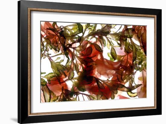 Hibiscus Coleus Array, 2009-Julia McLemore-Framed Photographic Print