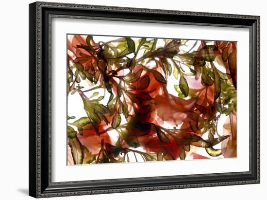 Hibiscus Coleus Array, 2009-Julia McLemore-Framed Photographic Print