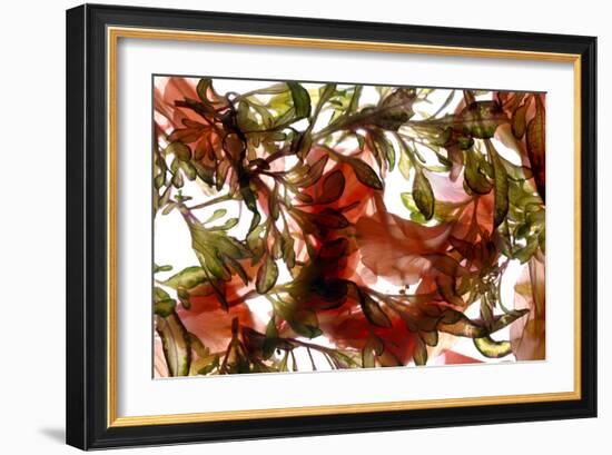 Hibiscus Coleus Array, 2009-Julia McLemore-Framed Photographic Print