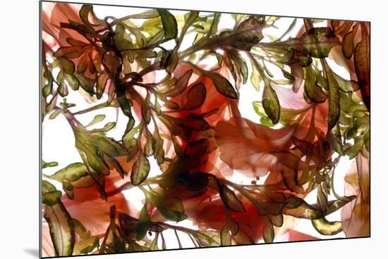 Hibiscus Coleus Array, 2009-Julia McLemore-Mounted Photographic Print