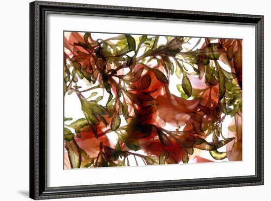 Hibiscus Coleus Array, 2009-Julia McLemore-Framed Photographic Print