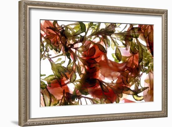 Hibiscus Coleus Array, 2009-Julia McLemore-Framed Photographic Print