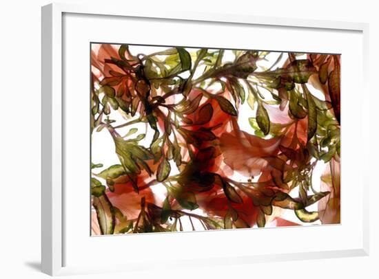 Hibiscus Coleus Array, 2009-Julia McLemore-Framed Photographic Print