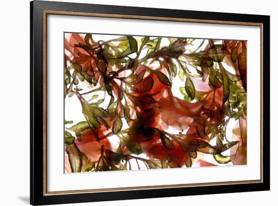 Hibiscus Coleus Array, 2009-Julia McLemore-Framed Photographic Print