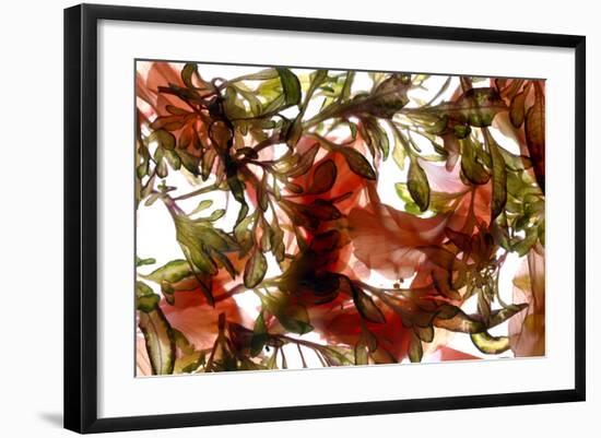 Hibiscus Coleus Array, 2009-Julia McLemore-Framed Photographic Print