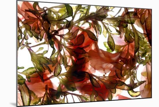 Hibiscus Coleus Array, 2009-Julia McLemore-Mounted Photographic Print