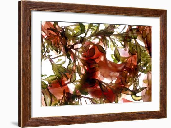 Hibiscus Coleus Array, 2009-Julia McLemore-Framed Photographic Print