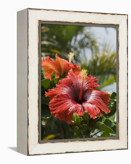 Hibiscus, Costa Rica-Robert Harding-Framed Premier Image Canvas