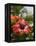 Hibiscus, Costa Rica-Robert Harding-Framed Premier Image Canvas