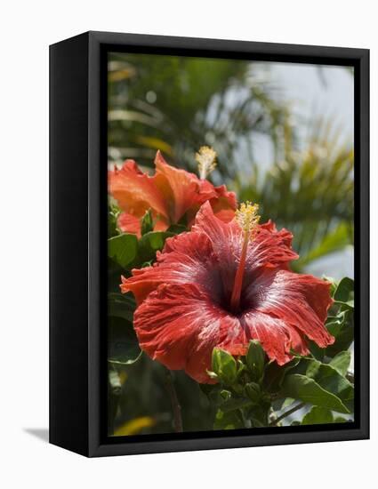 Hibiscus, Costa Rica-Robert Harding-Framed Premier Image Canvas