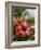 Hibiscus, Costa Rica-Robert Harding-Framed Photographic Print