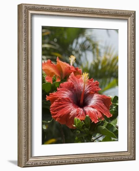 Hibiscus, Costa Rica-Robert Harding-Framed Photographic Print