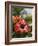 Hibiscus, Costa Rica-Robert Harding-Framed Photographic Print