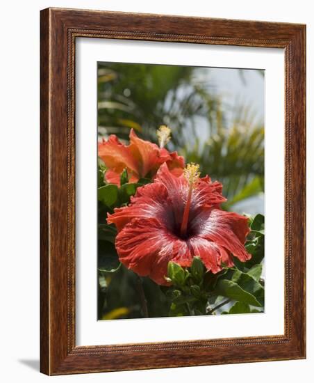 Hibiscus, Costa Rica-Robert Harding-Framed Photographic Print