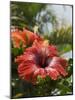 Hibiscus, Costa Rica-Robert Harding-Mounted Photographic Print