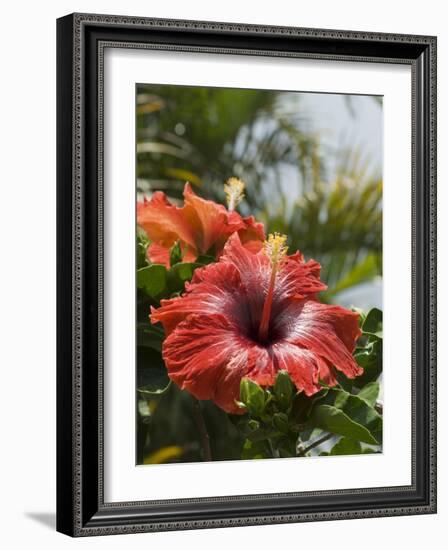 Hibiscus, Costa Rica-Robert Harding-Framed Photographic Print