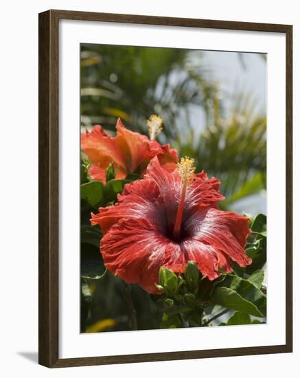 Hibiscus, Costa Rica-Robert Harding-Framed Photographic Print