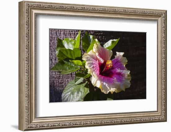 Hibiscus Flower, California-Zandria Muench Beraldo-Framed Photographic Print