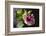 Hibiscus Flower, California-Zandria Muench Beraldo-Framed Photographic Print