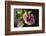 Hibiscus Flower, California-Zandria Muench Beraldo-Framed Photographic Print