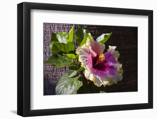 Hibiscus Flower, California-Zandria Muench Beraldo-Framed Photographic Print